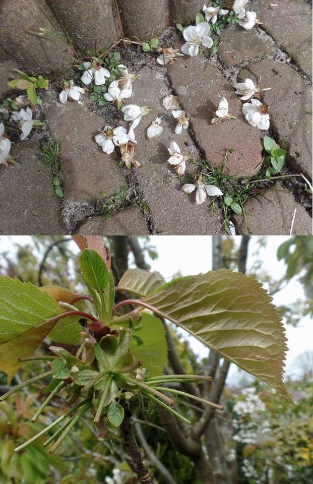 bloemetjes van de kersenboom afgebeten door meesjes